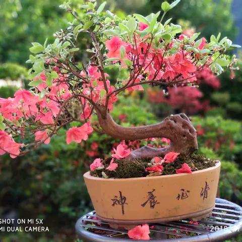 龙中明_