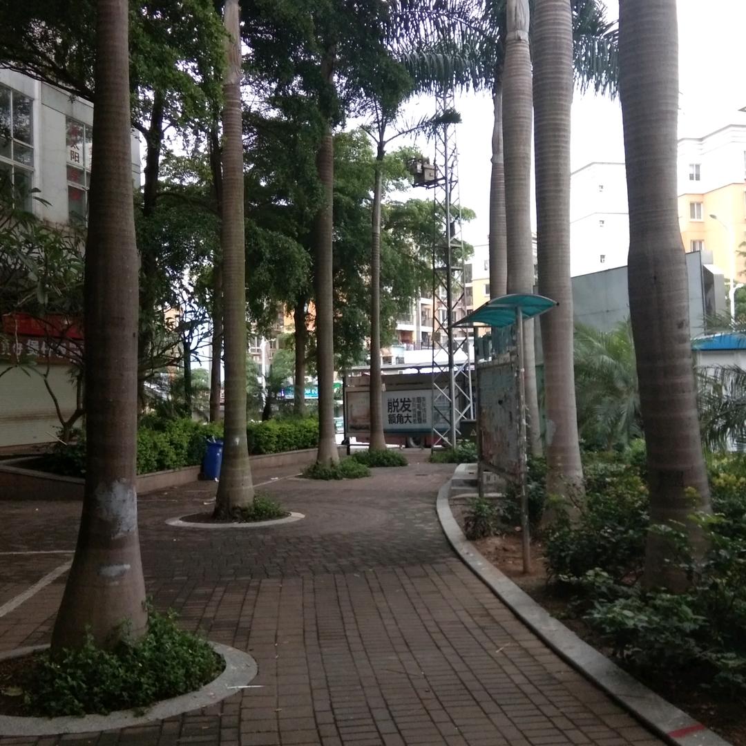 用户397709专业伐木#收树（上门服务