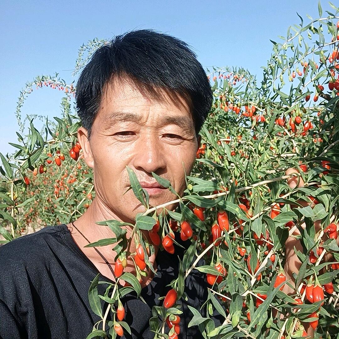 宁夏枸杞金哥