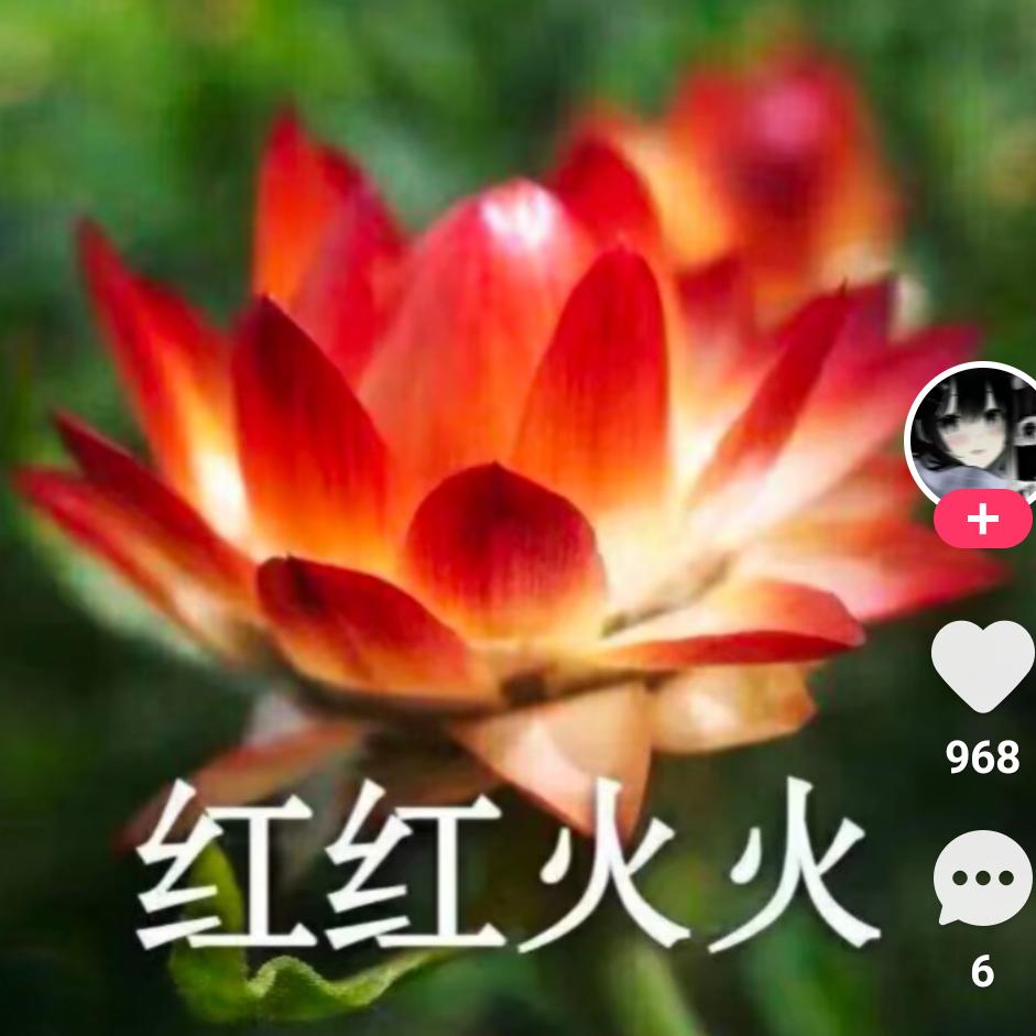 总栽