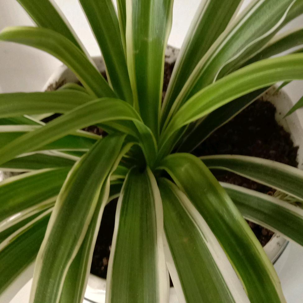 自由，单身，秦