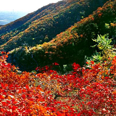 山丹丹开花红艳艳