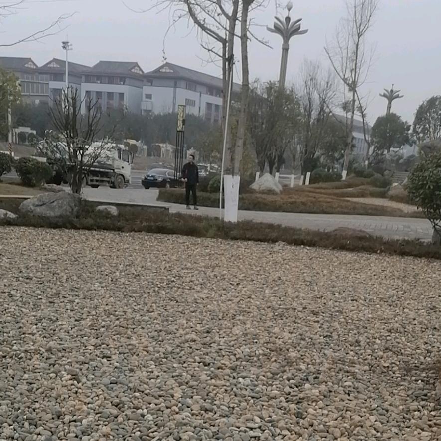 苦丁茶