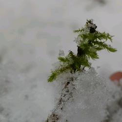 清风语