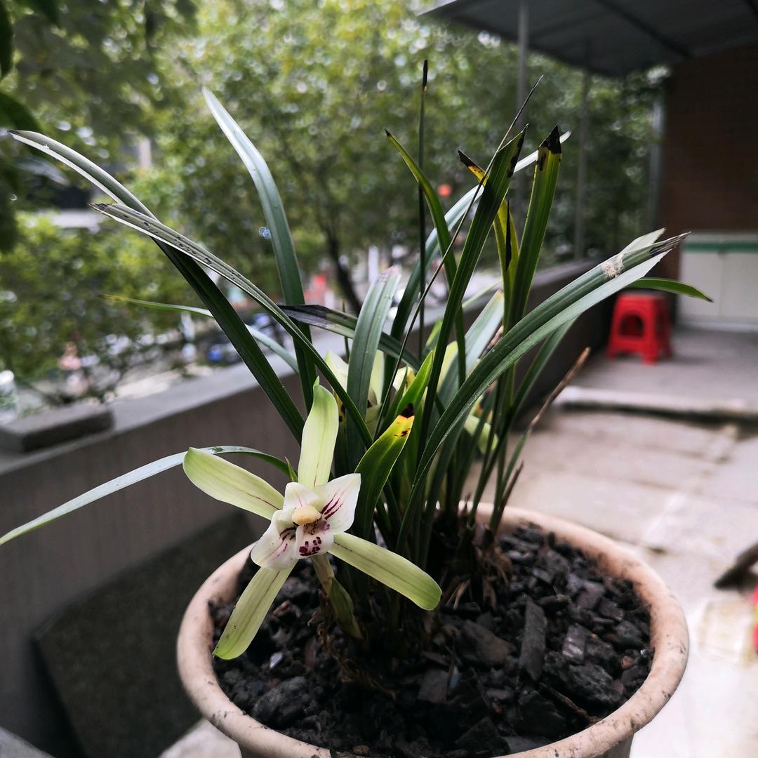 汪洋里的一条船