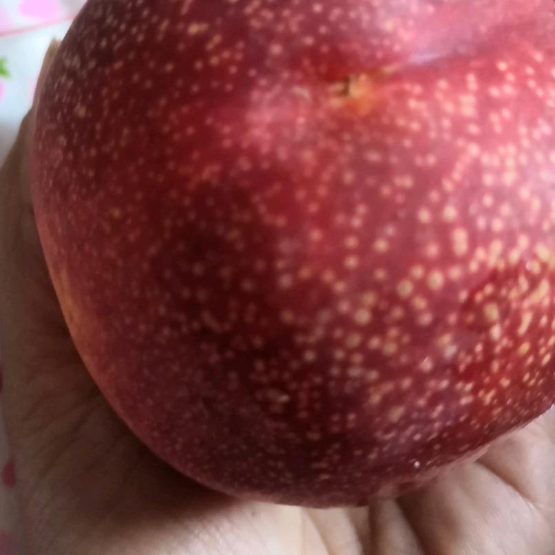 雨后荷花承恩露