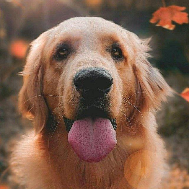 狼🐺