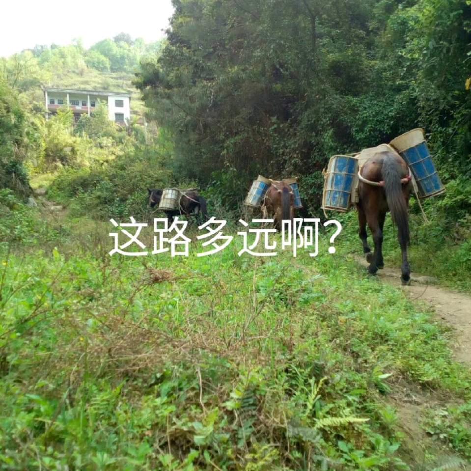 马到成功