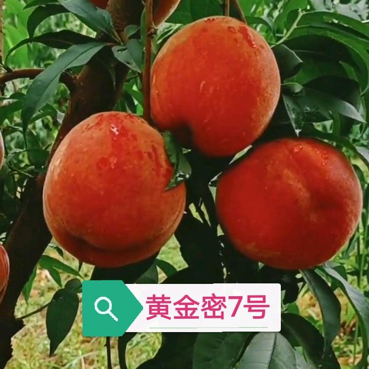 冀南  果业李哥