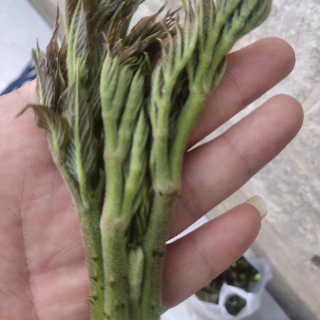 奋斗的小伙子