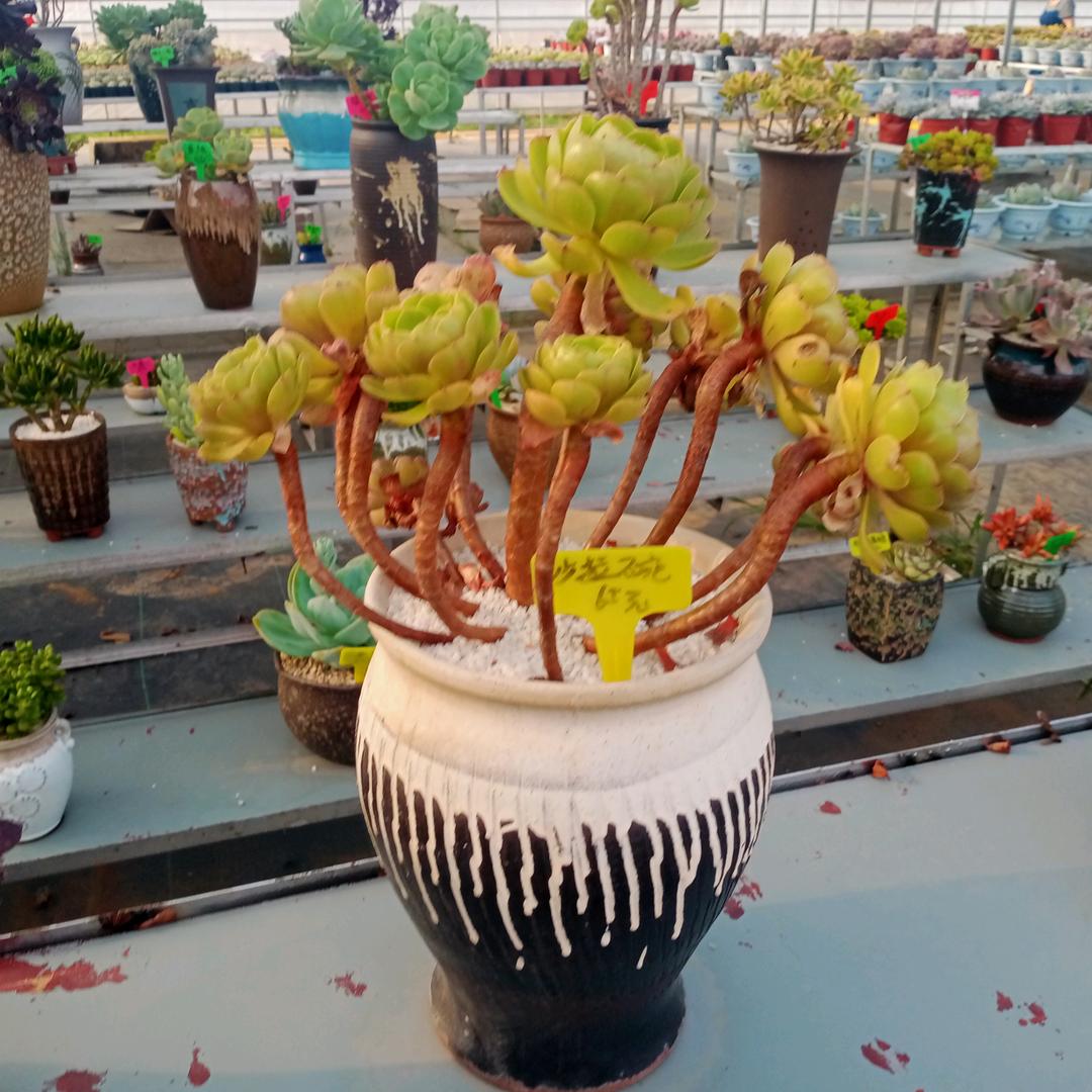 寒风听雨