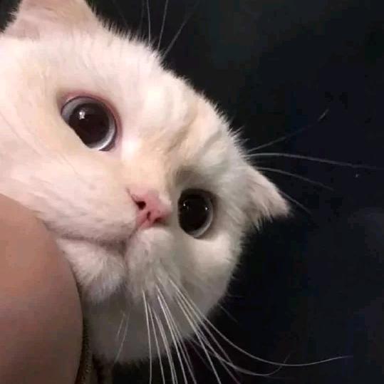 清泽清