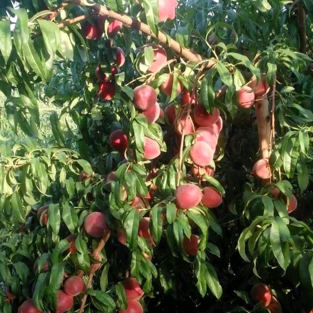 山尖一寺一壶酒