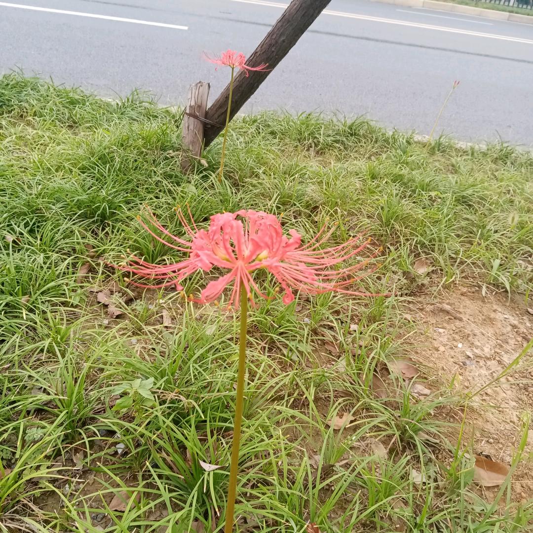 禾苗青青