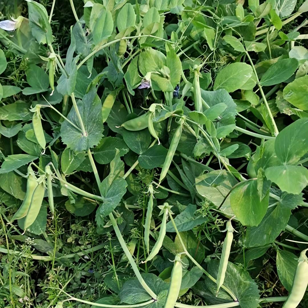 带刺玫瑰