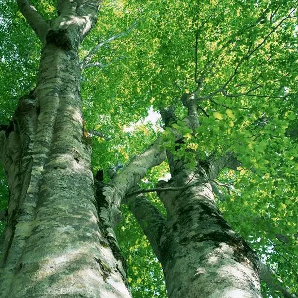 保和埭花店（喜棚空调棚出租）鲜花花篮定制
