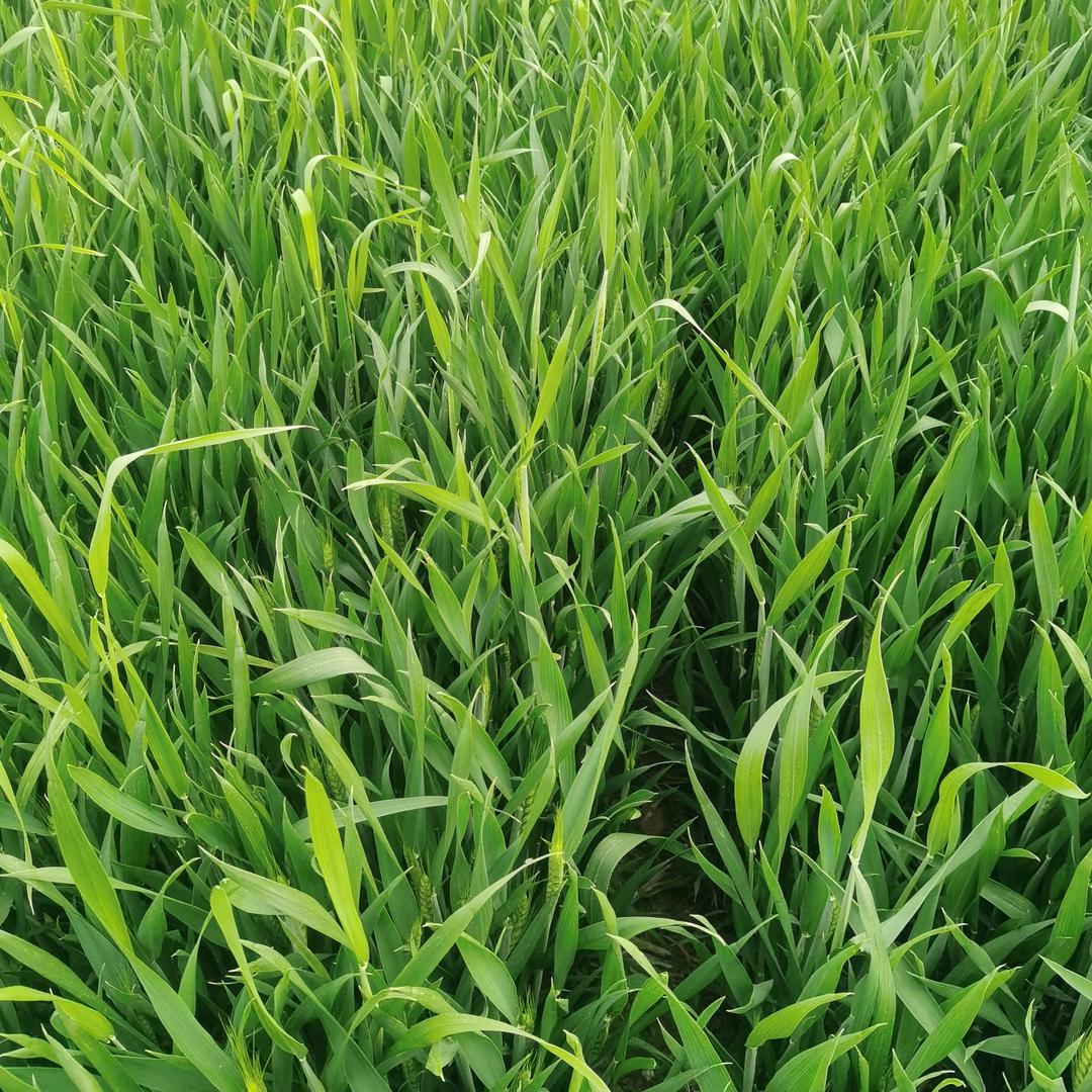 菏泽大蒜哥