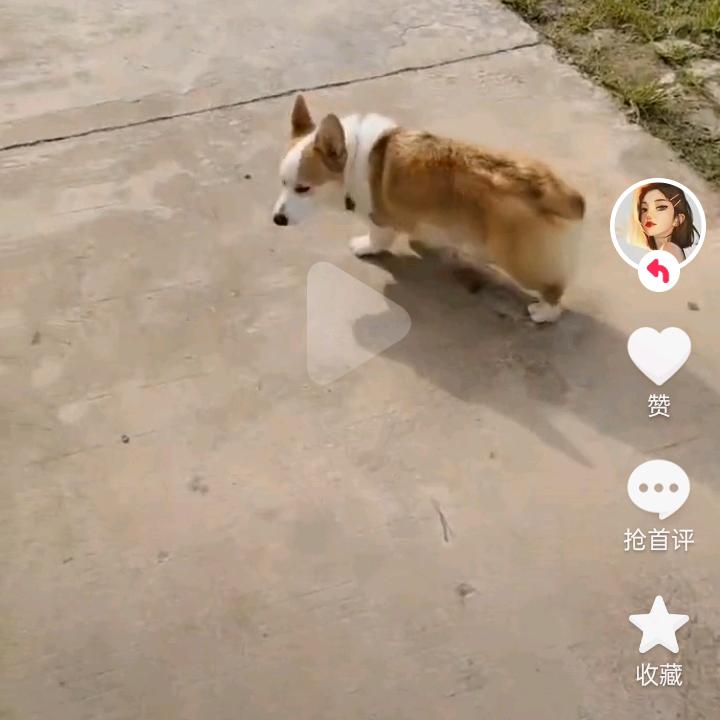 辉哥