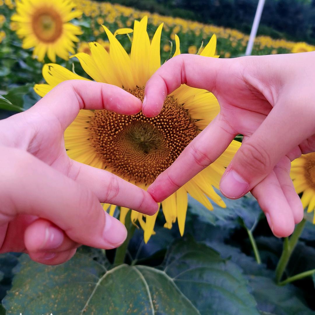 五月🌻