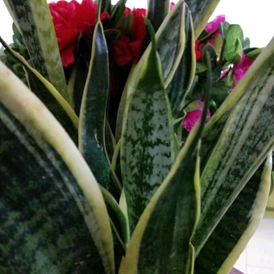 阿梅67
