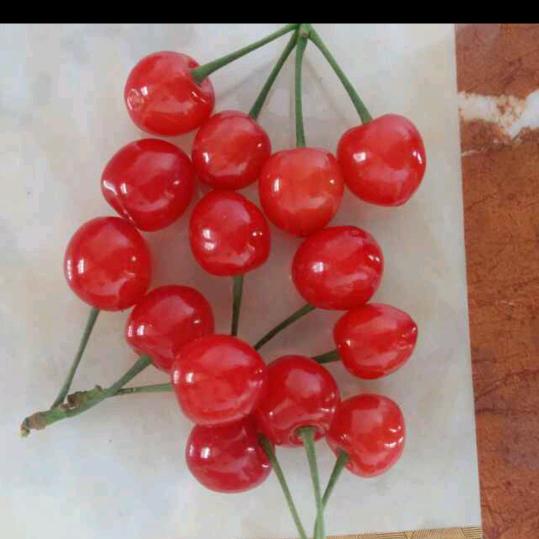 绒花头像