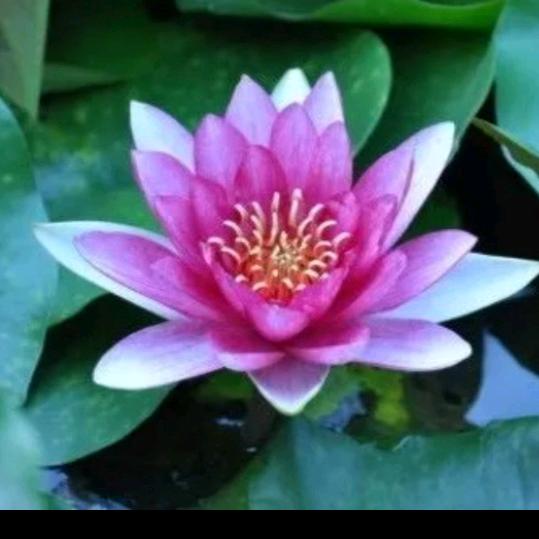 芳芳芳芳