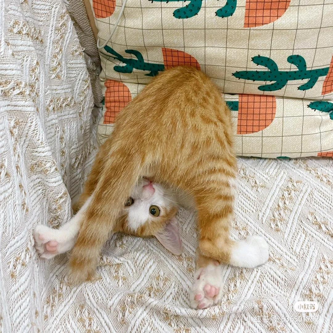 喜欢猫的鱼