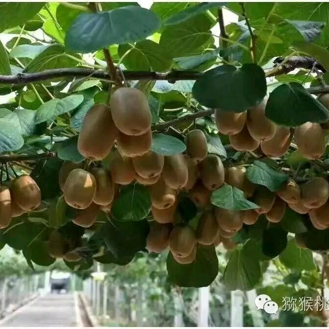 陈蒙厚爱