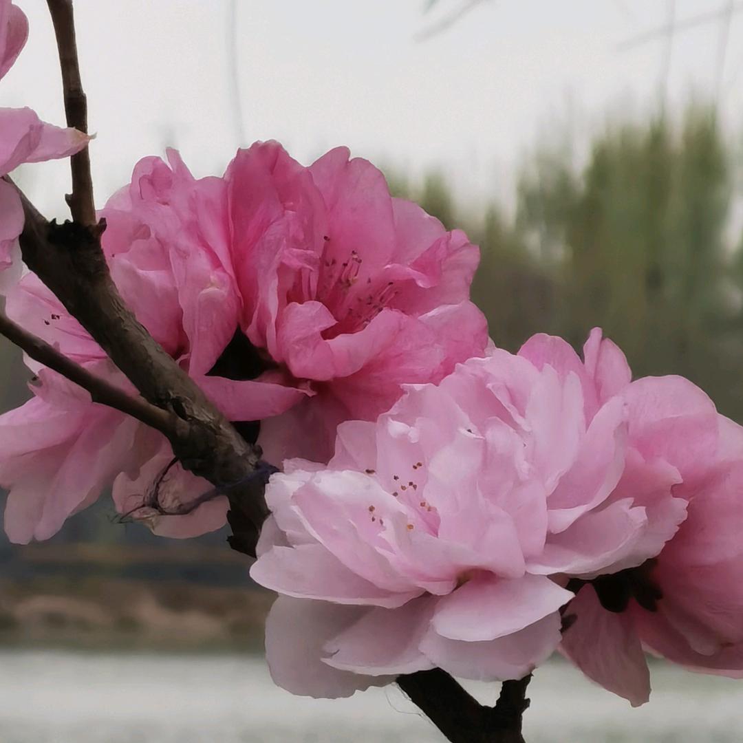 历史的天空
