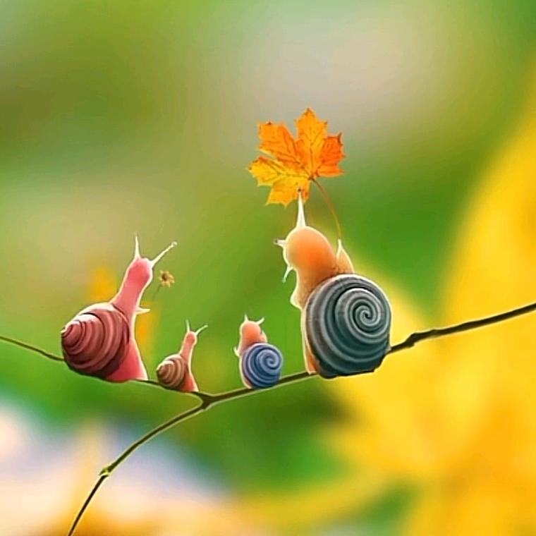 一夜暴富的榆钱树