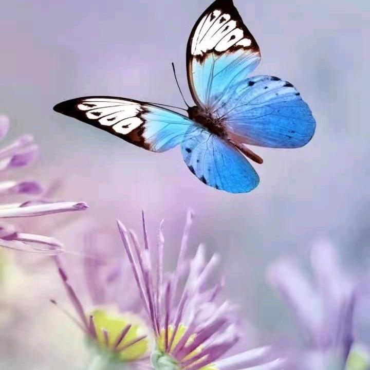 飞蝶