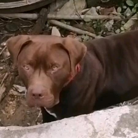 无人机，猎犬