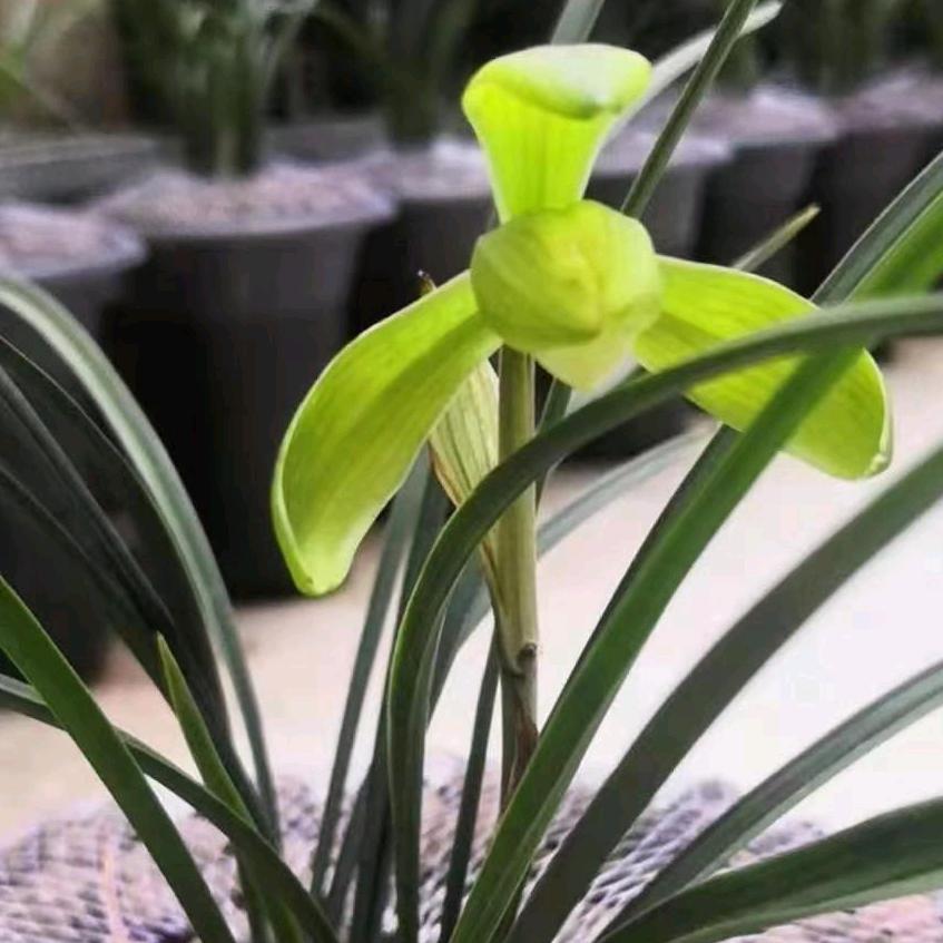 蜀汉农伯伯生态植料