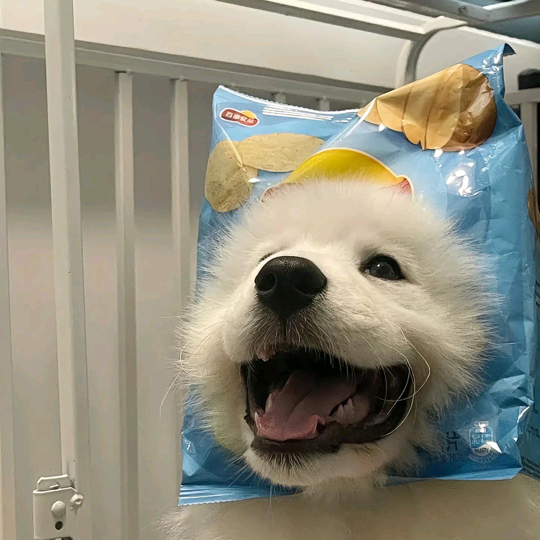 石羊日成