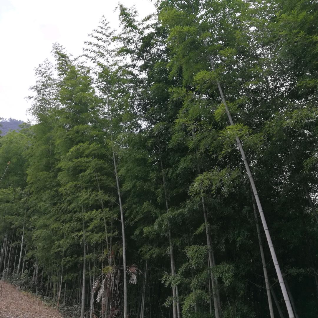 陈风醉竹