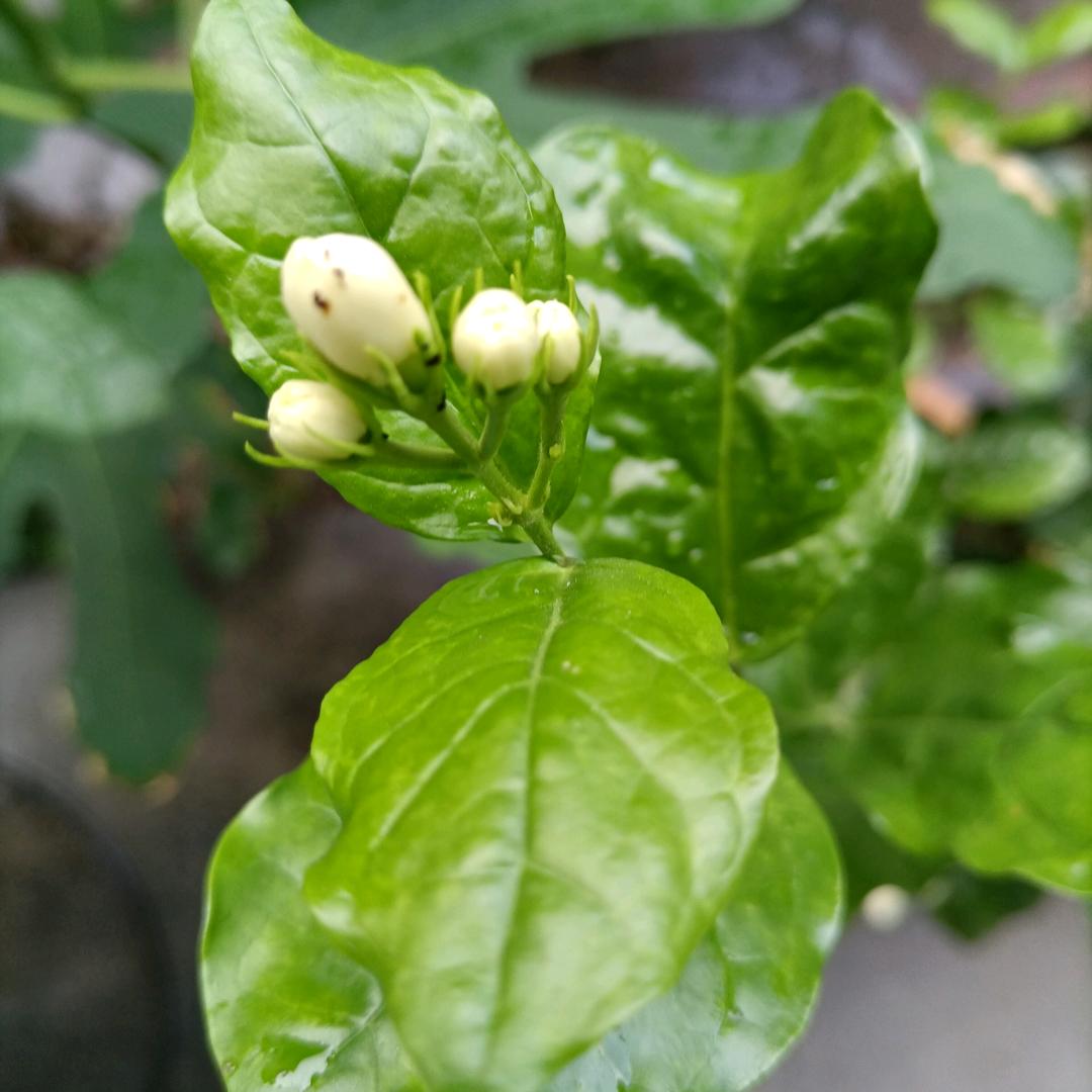 茉莉花