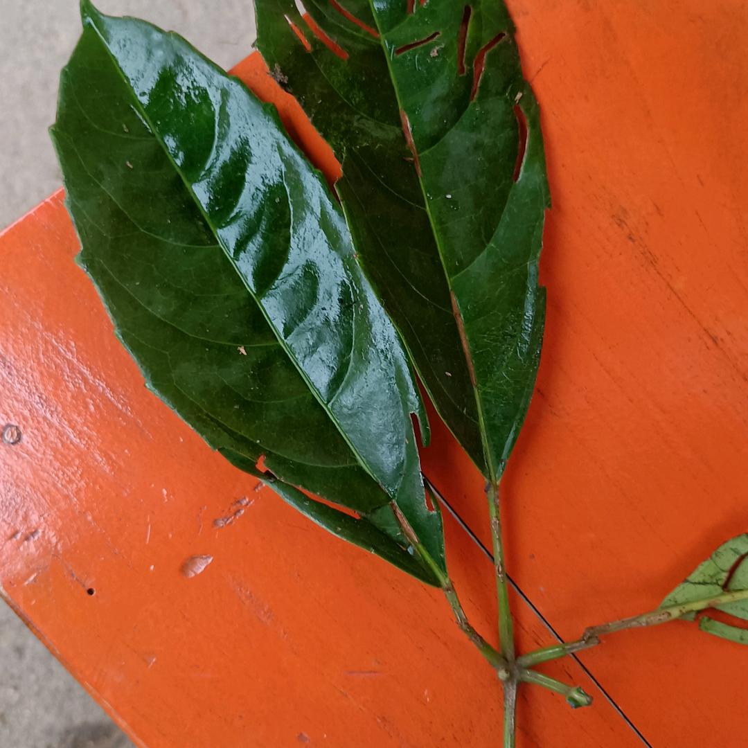 小梅