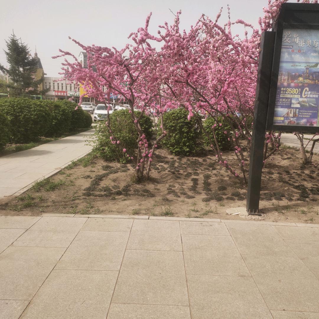 义照