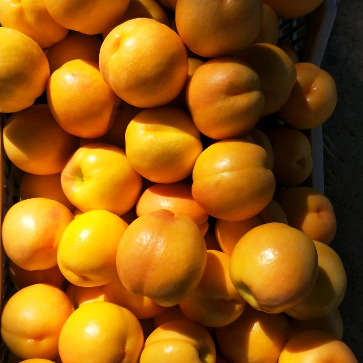 合心果蔬合作社