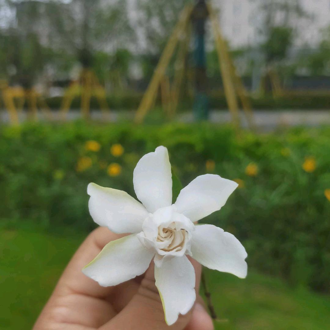 小夏姐姐🍀