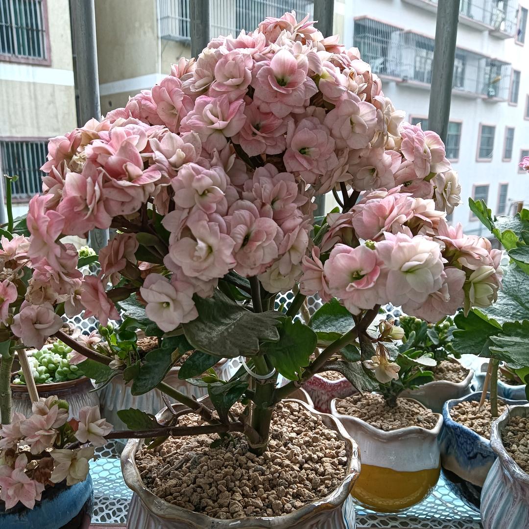 小慧姐姐