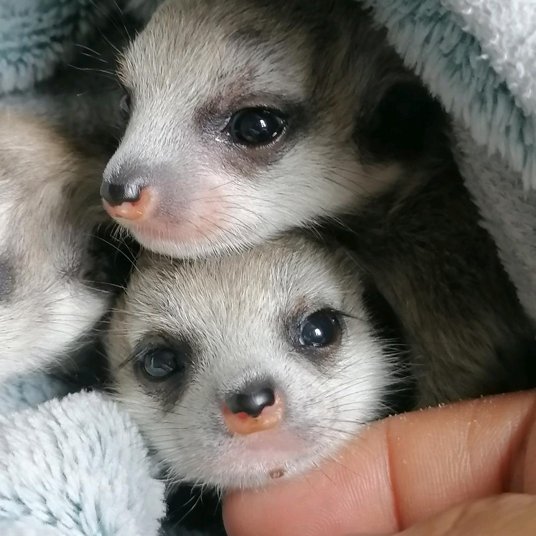 Lardy家的萌宠日记