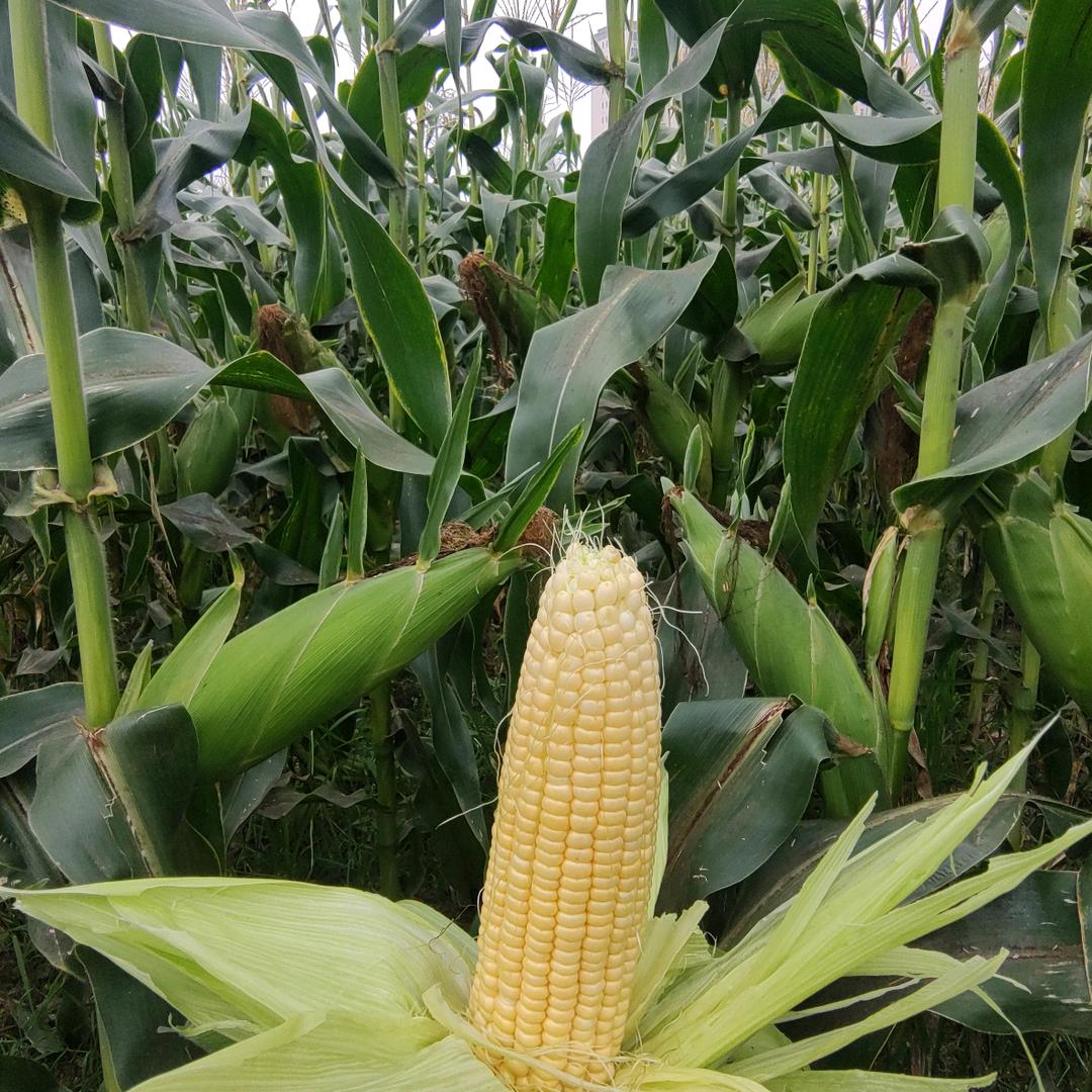 🌽玉米老周
