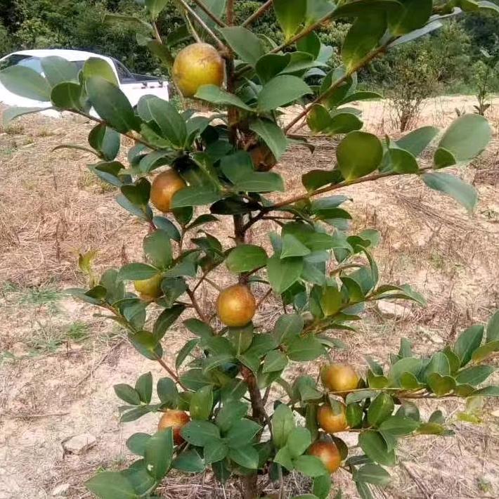 宜春市奥利给苗木基地