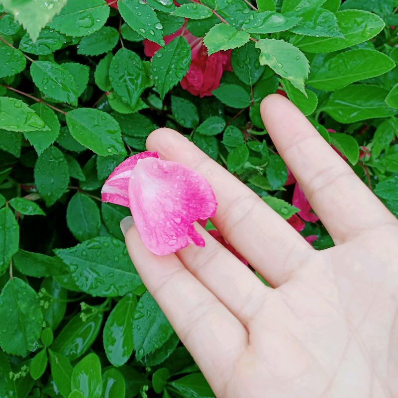 蓉蓉