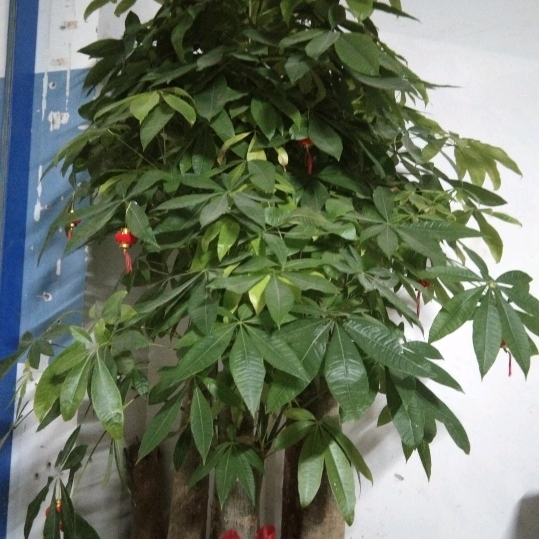 一路大发