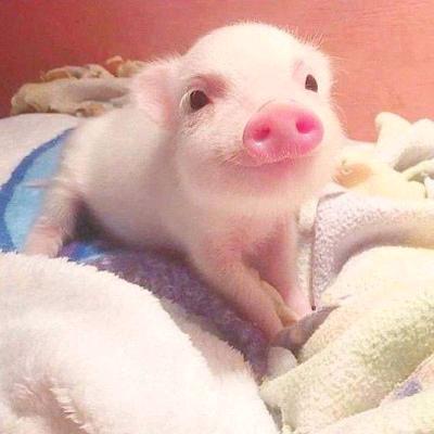 老狼老狼