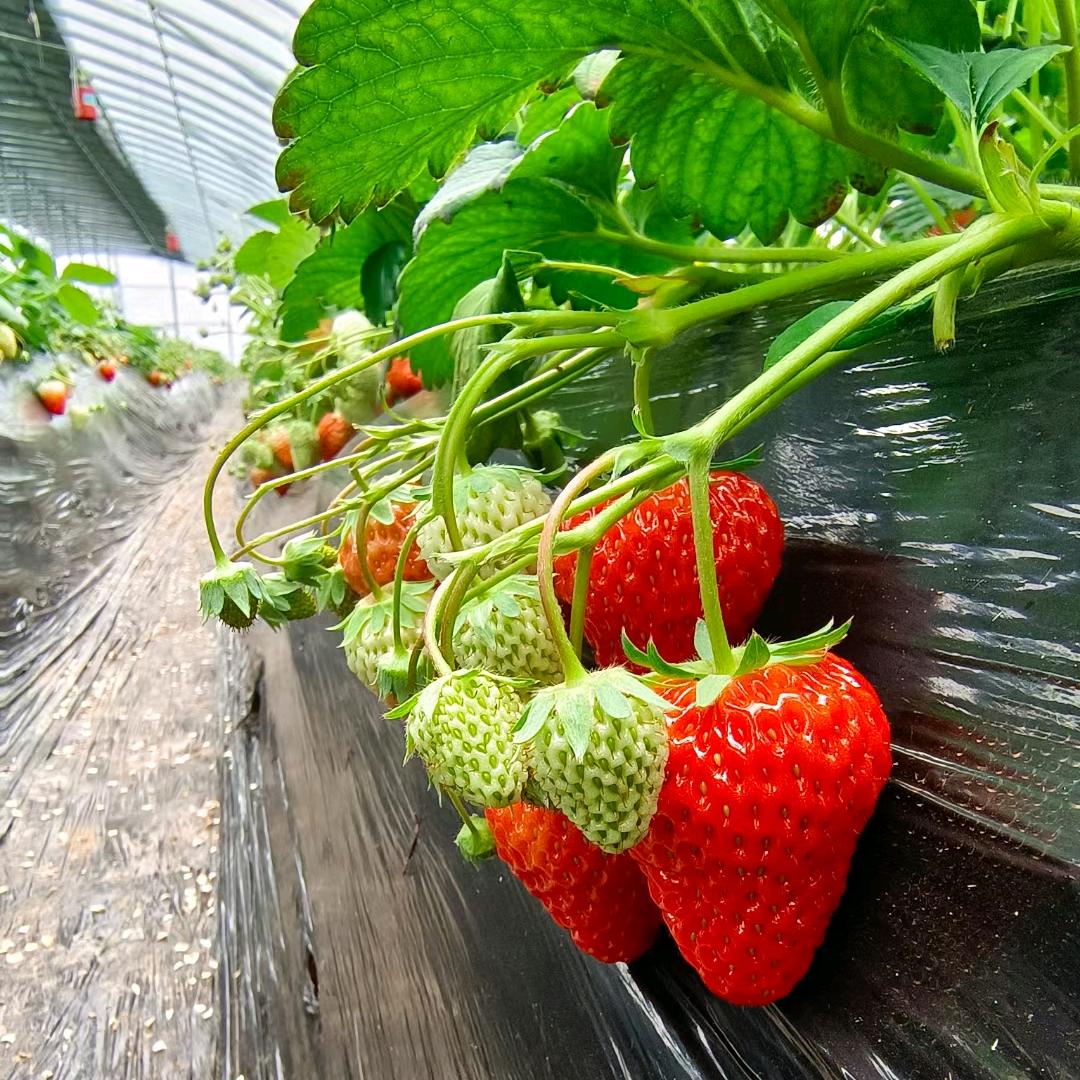 长垣当康草莓园（导航）