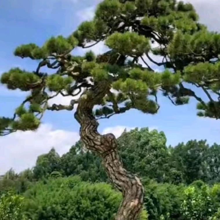 永定客家古镇盆景园艺