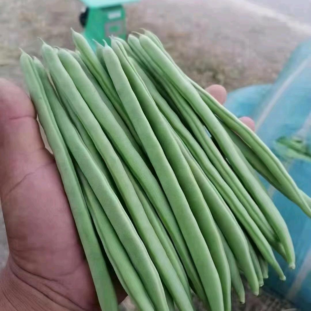醉卧美人膝